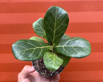 FICUS LYRATA Dwarf Fiddle Leaf Fig with 4" Pot| Little Sunshine Bambino | LIVE Indoor & Outdoor Tropical Houseplant | Easy Care Starter Tree