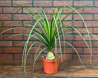 Ponytail Palm Plant | Beaucarnia Recurvata | Indoor & Outdoor Live House plant | Easy Care Tree Rooted in 4" or 6” Pot