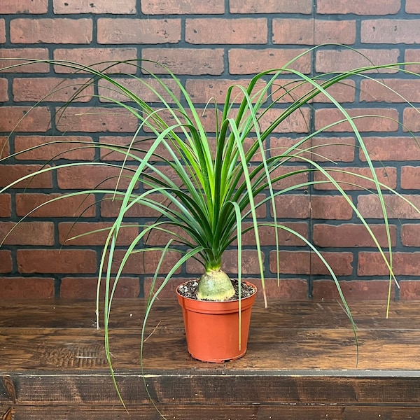 Ponytail Palm Plant | Beaucarnia Recurvata | Indoor & Outdoor Live House plant | Easy Care Tree Rooted in 4" or 6” Pot