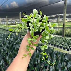 May include: A small, black pot filled with a trailing houseplant. The plant has small, oval, light green leaves with white edges. The background shows a greenhouse with rows of plants under a shaded roof.