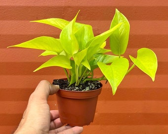 Neon Pothos | Devils Ivy | Live Indoor Vine Plant | Starter Plant | Easy Care House Plant | Air Purifying Plant | Rooted in 4 or 6 inch Pot