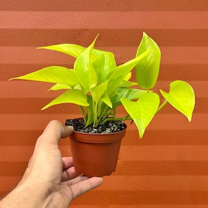 Neon Plant in 4 inch Pot | Devils Ivy | Live Indoor Vine Plant | Starter Plant | Easy Care | House Plant | Air Purifying Plant