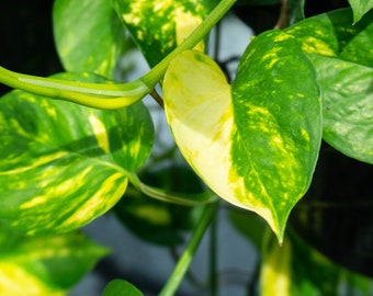 Amazon Teruno Pothos - Etsy