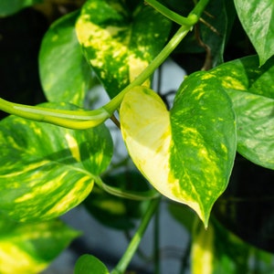 3 Golden Pothos Cutting | Multiple Nodes Per Cutting | Starter Plant | Easy Indoor Plant | House Plant | Air Purifying Plant