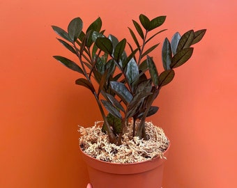 ZZ Black Raven 2” Plant **(ALL Plants Require You to Purchase ANY