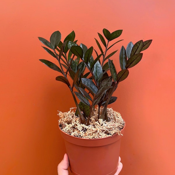 Black ZZ Raven | Nova Star Plant | Live Easy Care Houseplant | Zamioculcas Zamiifolia | Indoor and Outdoor | Rooted in 4” or 6” Inch Pot