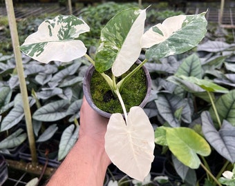 Albo Variegated Alocasia | California Gageana | Rare Elephant Ear Plant | Live Indoor & Outdoor Tropical Houseplant | Rooted in 4 and 6" Pot