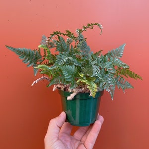 Rabbit Foot Fern in 4" or 6" inch Pot - Humata Tysrmanii - Indoor & Outdoor Live House plant | Easy Care