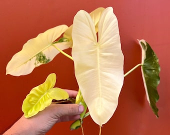 Variegated Burle Marx Philodendron Cutting | Air Roots w/ Nodes | Indoor & Outdoor Live Tropical House plant | Easy Care Starter Plant
