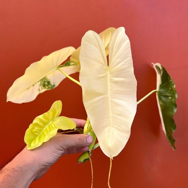 Variegated Burle Marx Philodendron Cutting | Air Roots w/ Nodes | Indoor & Outdoor Live Tropical House plant | Easy Care Starter Plant