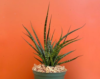 Fernwood Mikado | SNAKE PLANT Sansevieria | LIVE Houseplant | Mother-In-Law’s Tongue | Easy Care Plant Rooted in 4" or 6" inch Pot