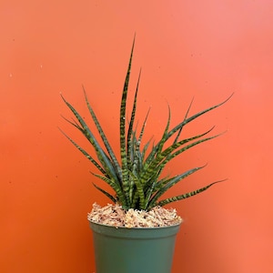 Fernwood Mikado | SNAKE PLANT Sansevieria | LIVE Houseplant | Mother-In-Law’s Tongue | Easy Care Plant Rooted in 4&quot; or 6&quot; inch Pot