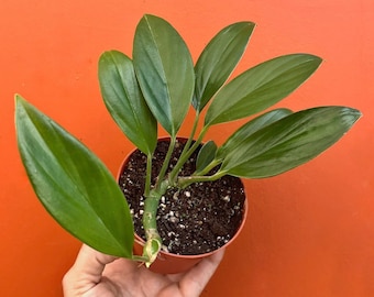 Dragon Tail Rhaphidophora in 4 or 6 inch Pot | Indoor & Outdoor Live Tropical House plant | Rooted Easy Care Plant