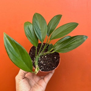 May include: A potted green plant with large, dark green leaves. The plant is in a brown pot with soil.