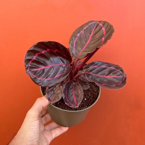 Pu&ograve; includere: Una pianta da interno in vaso con foglie verde scuro con venature rosa. La pianta &egrave; in un vaso di plastica verde scuro.