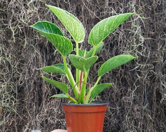 Variegated Philodendron 'Birkin' 4" or 6" Pot | Indoor & Outdoor Live House plant | Rooted Easy Care Plant