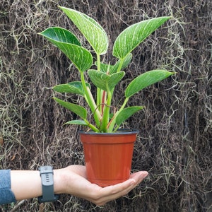 Variegated Philodendron 'Birkin' 4" or 6" Pot | Indoor & Outdoor Live House plant | Rooted Easy Care Plant