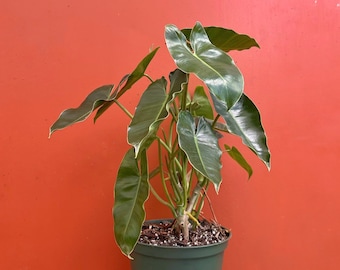 Burle Marx Philodendron Rooted with 4 or 6 inch Pots | Indoor & Outdoor Live Tropical House plant | Easy Care Plant