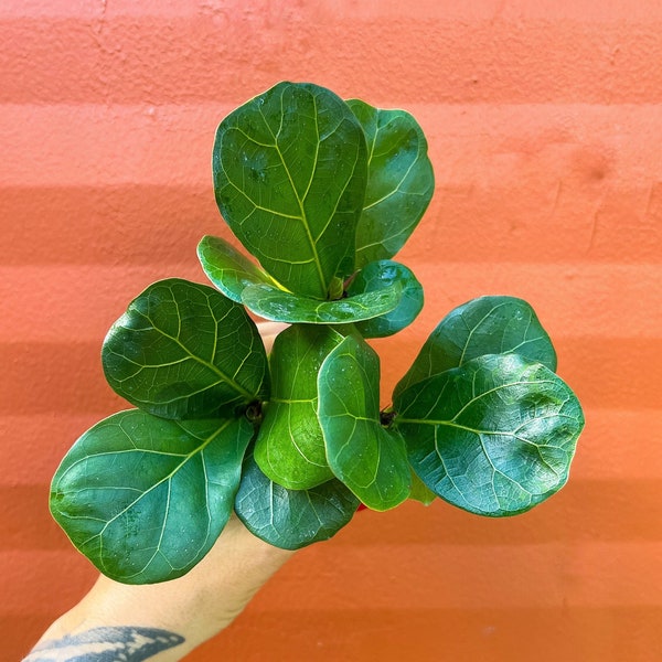 FICUS LYRATA Dwarf Fiddle Leaf Fig Plug | Little Sunshine Bambino | LIVE Indoor & Outdoor Tropical House plant | Easy Care Starter Tree