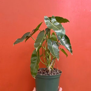 Burle Marx Philodendron Rooted with 4 or 6 inch Pots | Indoor & Outdoor Live Tropical House plant | Easy Care Plant