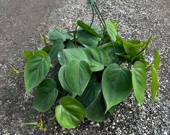 Cordatum Philodendron in Pot | Indoor & Outdoor Live Houseplant | Trailing Plant with Vines | Rooted Easy Care Plant