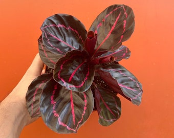 Calathea Dottie Roseopicta | Black Rose Prayer Plant | 4 or 6 inch Pot | Indoor & Outdoor Live Tropical House plant Rooted Easy Care Starter