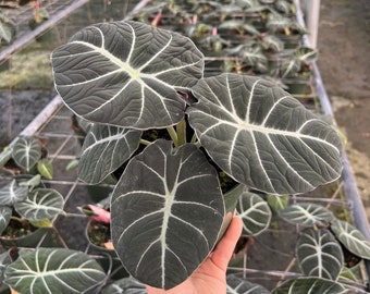 Alocasia Black Velvet Reginula in 4" or 6" pot | Indoor and Outdoor Live Tropical House Plant | Rooted Easy Care Plant