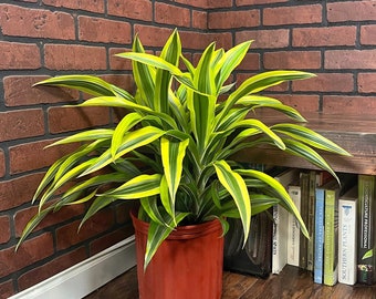 Dracaena fragante de limón y lima, maceta de 15 o 25 cm / Árbol del dinero chino / Planta viva de interior y exterior / Planta enraizada de fácil cuidado