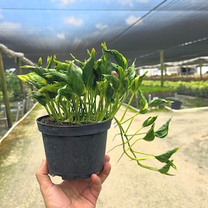 May include: A potted plant with green and yellow leaves is held in a black plastic pot. The plant has long stems with leaves that extend beyond the pot. The background shows a nursery setting with a blue sky.