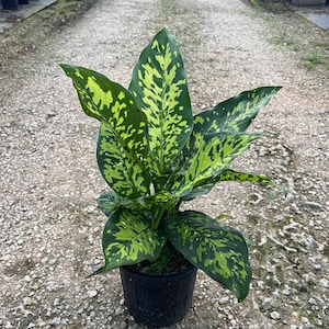May include: A potted Dieffenbachia plant with large, variegated leaves. The leaves are a mix of dark green and bright yellow-green, creating a spotted pattern. The plant is in a black plastic pot, set against a gravel surface.