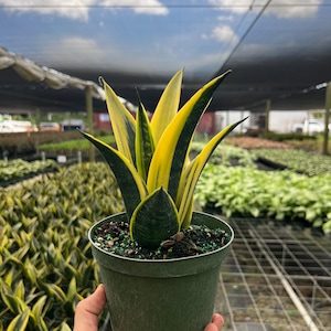 May include: A potted snake plant with vibrant yellow and green striped leaves. The plant is in a dark green plastic pot, held in a hand. The background shows a greenhouse setting with other plants and a cloudy sky.