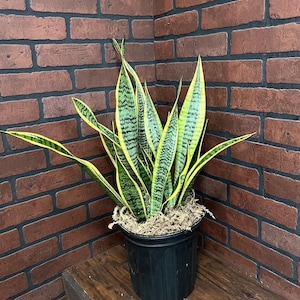 May include: A potted snake plant with green and yellow striped leaves. The plant is in a black plastic pot and is sitting on a wooden surface.