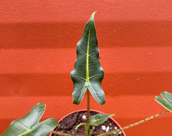 Alocasia Sarian Elephant Ears with 4 inch Pot | Indoor & Outdoor Live Tropical House plant | Rooted Easy Care Starter Plant