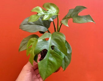MONSTERA GINNY in 4&quot; Pot | Mini Split Leaf Rhaphidophora Tetrasperma | Indoor/Outdoor Live Tropical House plant | Easy Care Vine