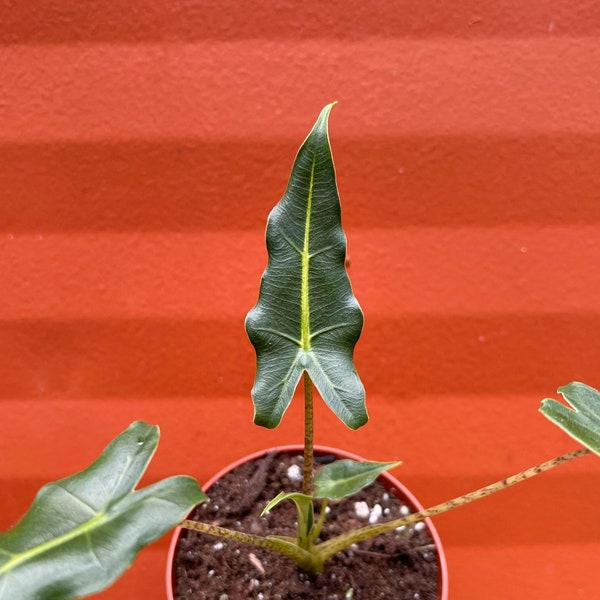 Alocasia Sarian Elephant Ears with 4 inch Pot | Indoor & Outdoor Live Tropical House plant | Rooted Easy Care Starter Plant