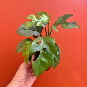 MONSTERA GINNY in 4" Pot | Mini Split Leaf Rhaphidophora Tetrasperma | Indoor/Outdoor Live Tropical House plant | Easy Care Starter Vine