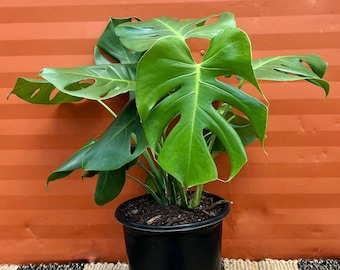 Large Monstera Deliciosa Tropical Split Leaf Plant 3 Gallon / 10" Pot | Indoor & Outdoor Live Houseplant | Rooted Easy Care Plant