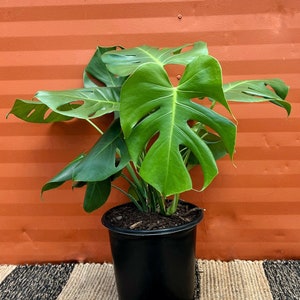 Large Monstera Deliciosa Tropical Split Leaf Plant 3 Gallon / 10" Pot | Indoor & Outdoor Live Houseplant | Rooted Easy Care Plant