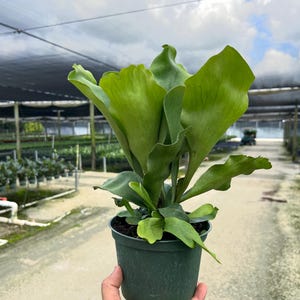 May include: A potted staghorn fern with large, green, antler-like fronds. The plant is in a dark green plastic pot, held in a hand. The background shows a greenhouse with a cloudy sky above.
