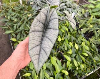Alocasia Platinum | Rare Elephant Ear Plant | Live Indoor & Outdoor Tropical Houseplant | Rooted in 4 and 6" Pot