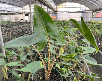 Alocasia Zebrina Elephant Ears in 4” and  6" inch Pot | Indoor & Outdoor Live Tropical House plant | Rooted Easy Care Starter Plant