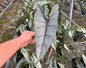 May include: A silvery-green plant with large, heart-shaped leaves. The plant is growing in a greenhouse setting.