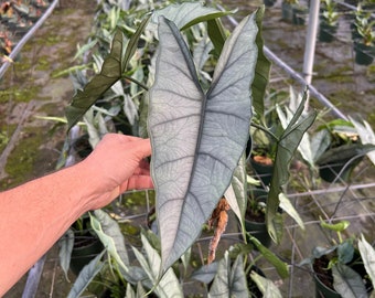 Alocasia Dragons Breath | Rare Elephant Ear Plant | Live Indoor & Outdoor Tropical Houseplant | Rooted in 4 and 6" Pot