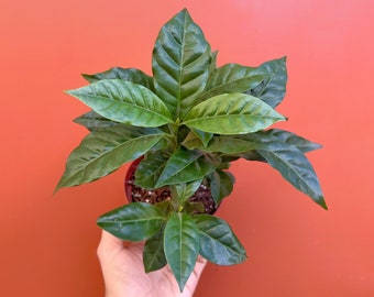 Arabica Coffee Plant in 4" or 6" inch Pots | Indoor & Outdoor Live Tropical House plant | Easy Care Plant