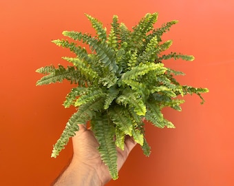 Boston Fern 'Compacta' in 4" or 6” inch Pot - Live Fern- Indoor & Outdoor Live House plant | Easy Care Starter Plant