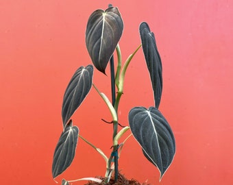 Philodendron Black Gold in 4” or 6” Pot | Philo Melanochrysum | Indoor & Outdoor Live Tropical House plant | Easy Care Plant