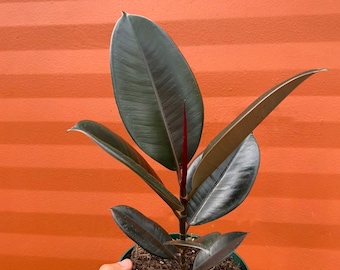 Rubber Plant Ficus elastica 6" Pot | Ficus Burgundy Tree | Tropical Live House Plant | Indoor and Outdoor | Rooted Easy Care Starter Plant