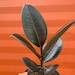 see more listings in the Ficus section