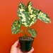 see more listings in the Alocasia section