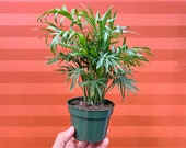 Parlor Palm with 4 inch Pot - Chamaedorea elegans - Neanthe bella palm Indoor Outdoor Live Tropical House plant Easy Care Starter Tree